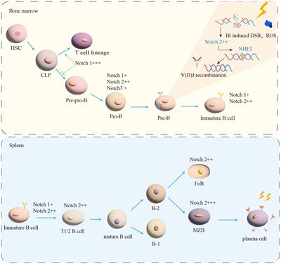 Progression of Notch signaling regulation of B cells under radiation exposure